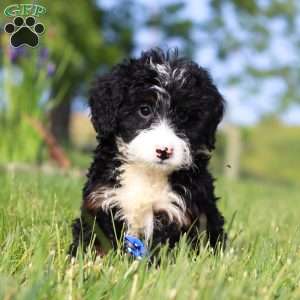 Rex, Mini Bernedoodle Puppy