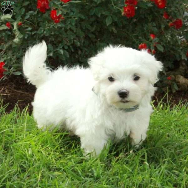 Rex, Maltese Puppy