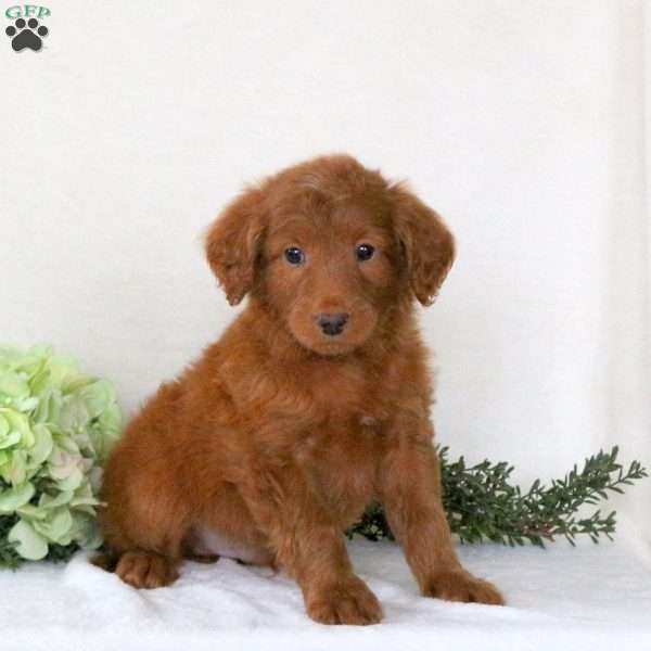 Rex, Mini Goldendoodle Puppy