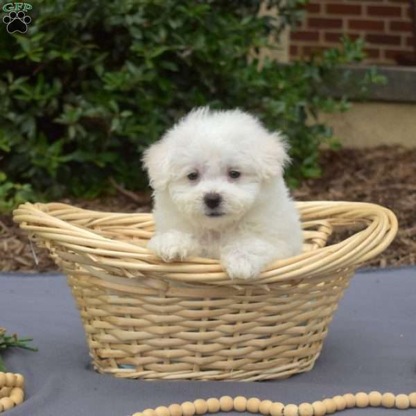 Rex, Bichon Frise Puppy