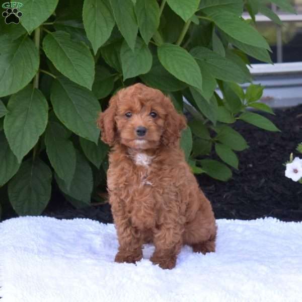 Rex, Cockapoo Puppy