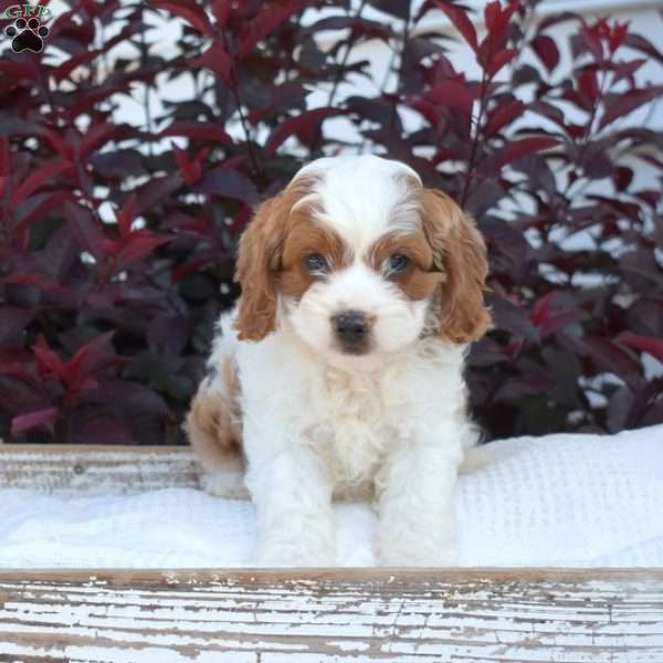 Rex, Cavapoo Puppy