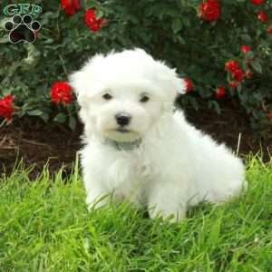 Rex, Maltese Puppy