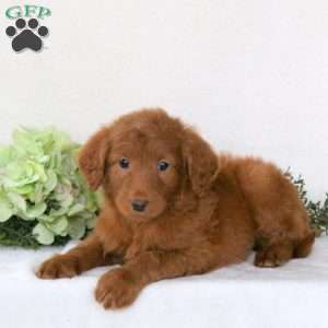 Rex, Mini Goldendoodle Puppy