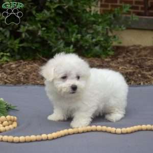 Rex, Bichon Frise Puppy