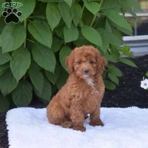 Rex, Cockapoo Puppy