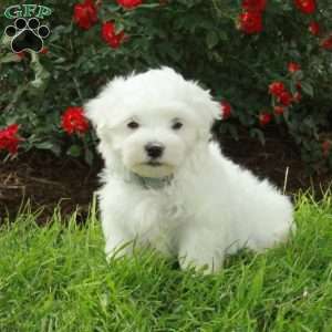 Rex, Maltese Puppy