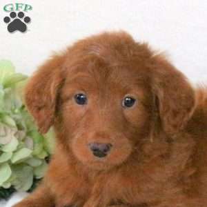 Rex, Mini Goldendoodle Puppy