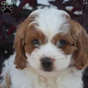 Rex, Cavapoo Puppy