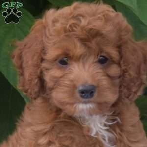 Rex, Cockapoo Puppy