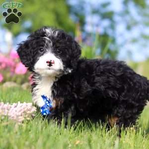 Rex, Mini Bernedoodle Puppy