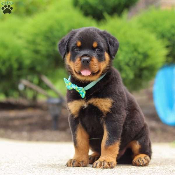 Rex, Rottweiler Puppy