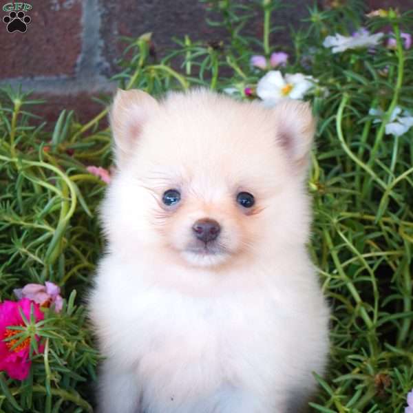 Rhoda, Pomeranian Puppy