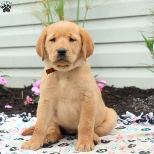 Rhubarb, Golden Labrador Puppy