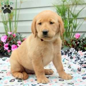 Rhubarb, Golden Labrador Puppy