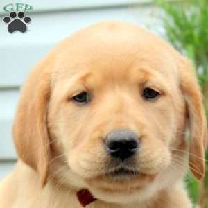Rhubarb, Golden Labrador Puppy