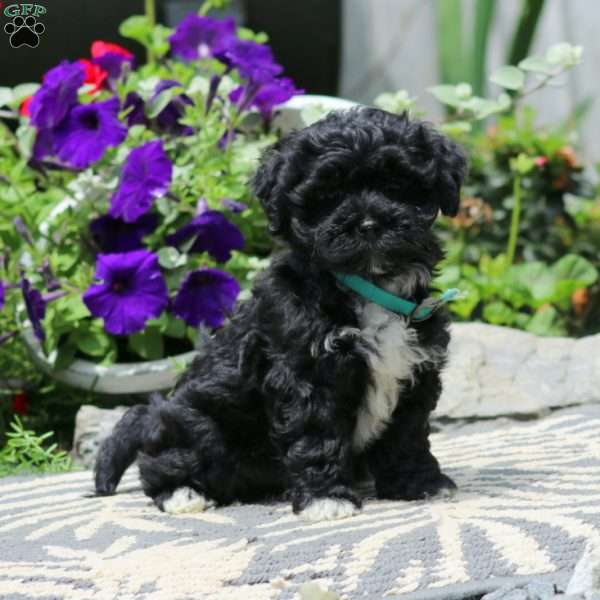 Rianna, Havapoo Puppy