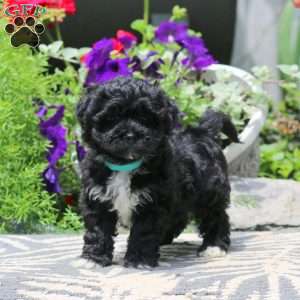 Rianna, Havapoo Puppy