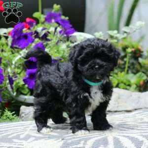 Rianna, Havapoo Puppy