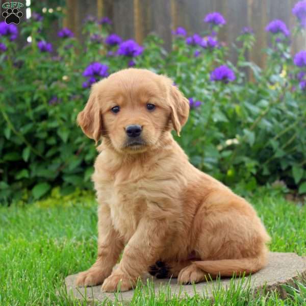 Rich, Golden Retriever Puppy
