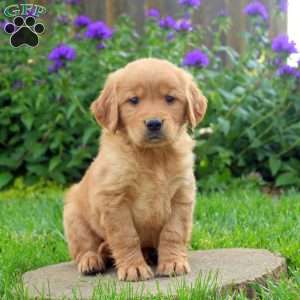 Rich, Golden Retriever Puppy