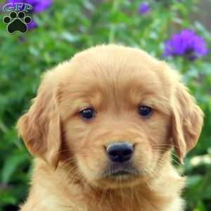 Rich, Golden Retriever Puppy