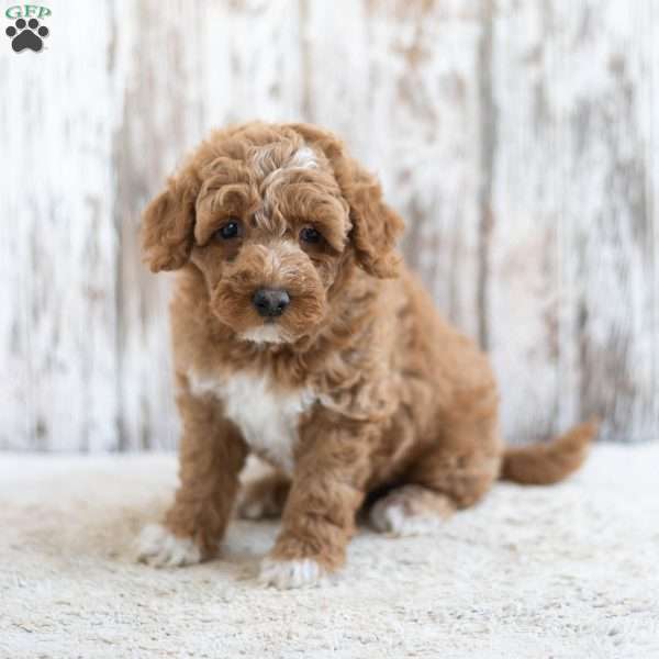 Richard, Mini Labradoodle Puppy