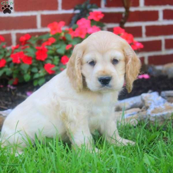 Richie, Cocker Spaniel Puppy