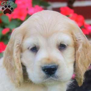 Richie, Cocker Spaniel Puppy