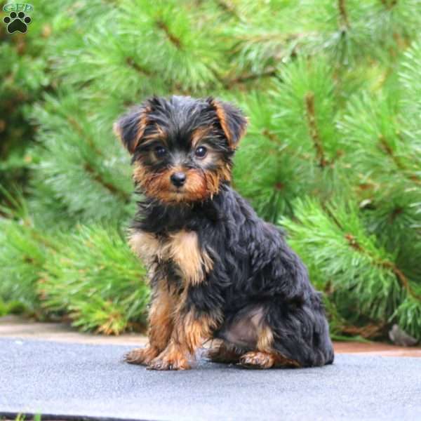 Ricky, Yorkie Puppy