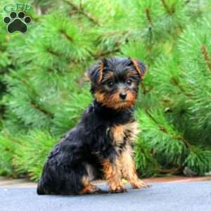 Ricky, Yorkie Puppy