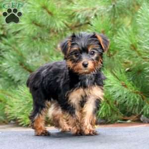 Ricky, Yorkie Puppy