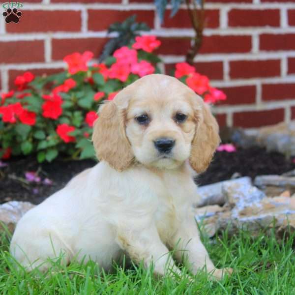 Riley, Cocker Spaniel Puppy