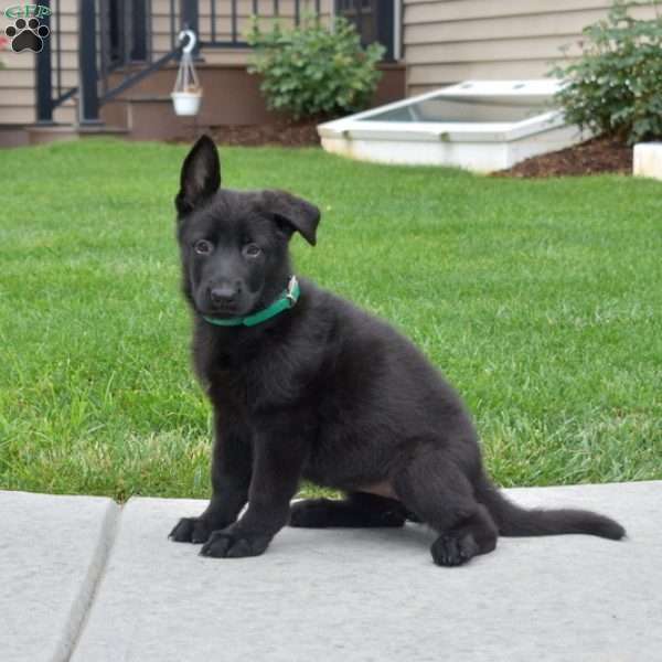 Riley, German Shepherd Puppy