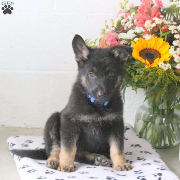 Riley, German Shepherd Puppy