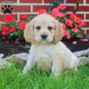 Riley, Cocker Spaniel Puppy