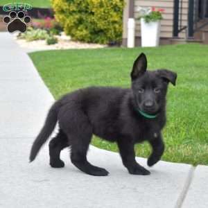 Riley, German Shepherd Puppy