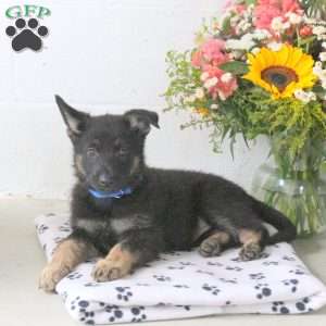 Riley, German Shepherd Puppy