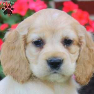 Riley, Cocker Spaniel Puppy