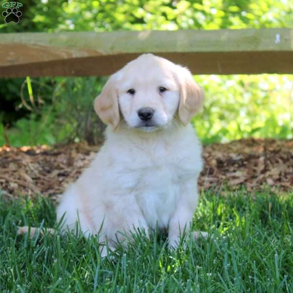 Riley, Golden Retriever Puppy