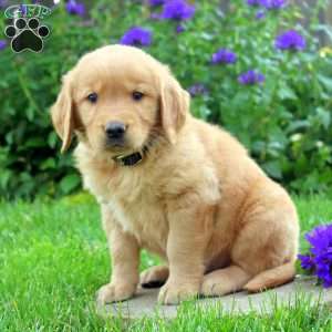 Riley, Golden Retriever Puppy