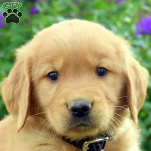 Riley, Golden Retriever Puppy