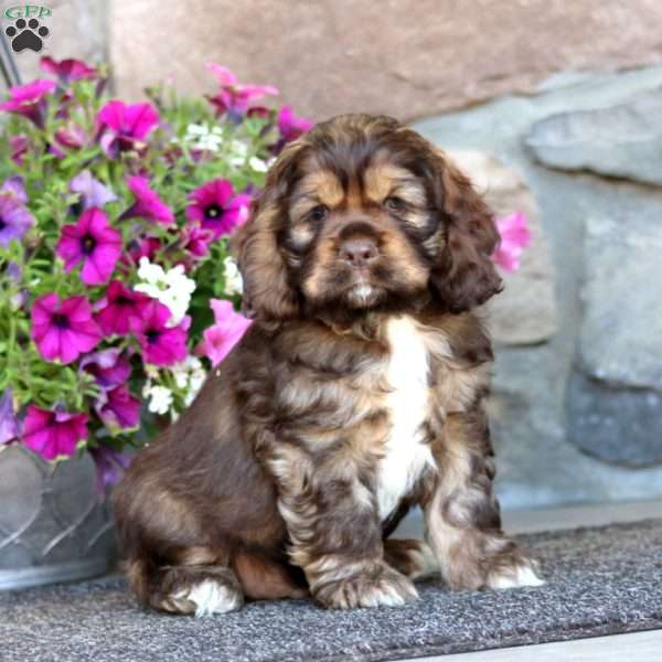 Riley, Cocker Spaniel Puppy