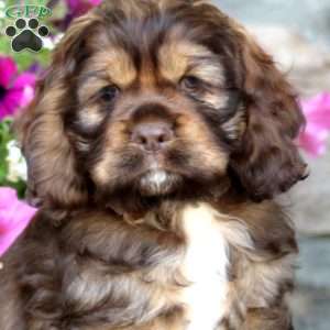 Riley, Cocker Spaniel Puppy