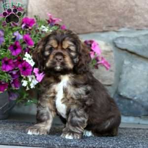 Riley, Cocker Spaniel Puppy