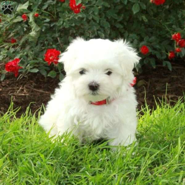 Rio, Maltese Puppy