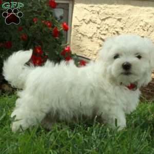 Rio, Maltese Puppy