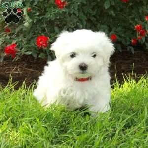 Rio, Maltese Puppy