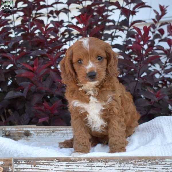 Ripples, Cavapoo Puppy