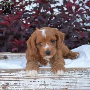 Ripples, Cavapoo Puppy